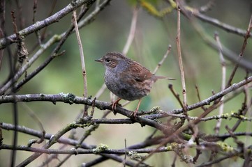 Dunnock, prunella modularis, Adult standing on Branch, Normandy