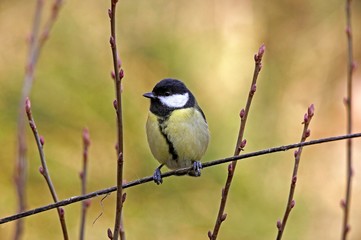 Great Tit, parus major, Female standing on Branch, Normandy