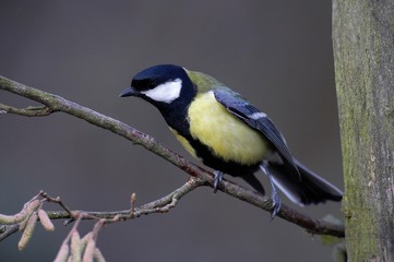 Great Tit, parus major, Male standing on Branch, Normandy