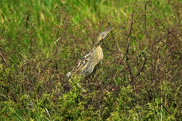 Pinnated Bittern, botaurus pinnatus, Adult Camouflaged, Los Lianos in Venezuela