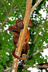 Red Howler Monkey, alouatta seniculus, Adult standing in Tree, Los Lianos in Venezuela