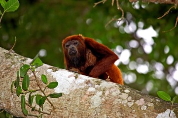 Obraz premium Red Howler Monkey, alouatta seniculus, Adult standing in Tree, Los Lianos in Venezuela