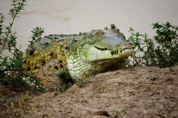 Orinoco Crocodile, crocodylus intermedius, Adult emerging from Water, Los Lianos in Venezuela