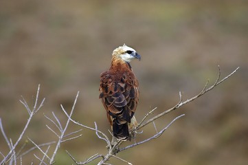 Black-collared Hawk, busarellus nigricollis, Adult standing on Branch, Los Lianos in Venezuela