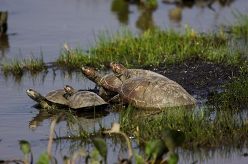 Fototapeta premium Side-Necked Turtle, podocnemis vogli, Group standing in Swamp, Los Lianos in Venezuela