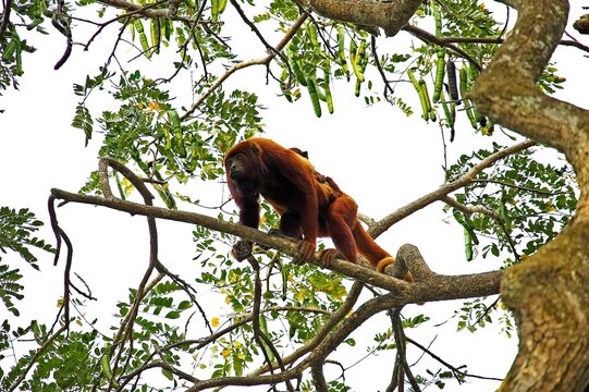 Red Howler Monkey, alouatta seniculus, Female with Young on its Back, Los Lianos in Venezuela
