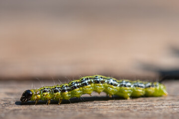 Raupe Buchsbaumzünsler - Cydalima perspectalis