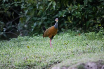 Grey-Necked Wood-Rail, aramides cajanea, Adult standing on Grass, Los Lianos in Venezuela