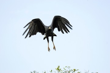 Great Black Hawk, buteogallus urubitinga, Adult in Flight, Los Lianos in Venezuela