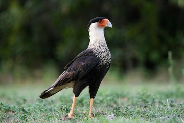 Crested Caracara, caracara cheriway, Adult standing on Grass, Los Lianos in Venezuela