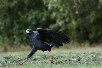 Great Black Hawk, buteogallus urubitinga, Adult in Flight, Taking off, Los Lianos in Venezuela