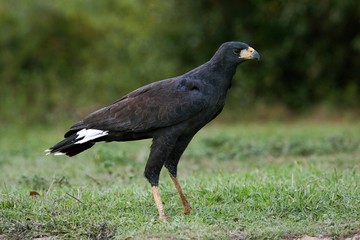 Great Black Hawk, buteogallus urubitinga, Adult standing on Grass, Los Lianos in Venezuela
