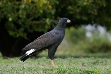 Great Black Hawk, buteogallus urubitinga, Adult standing on Grass, Los Lianos in Venezuela