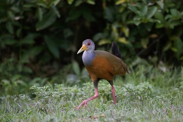 Grey-Necked Wood-Rail, aramides cajanea, Adult standing on Grass, Los Lianos in Venezuela