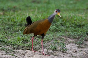 Grey-Necked Wood-Rail, aramides cajanea, Adult standing on Grass, Los Lianos in Venezuela
