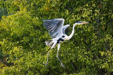 White-Necked Heron, ardea cocoi, Adult in Flight, Los Lianos in Venezuela