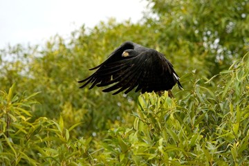 Great Black Hawk, buteogallus urubitinga, Adult in Flight, Los Lianos in Venezuela