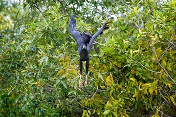 Great Black Hawk, buteogallus urubitinga, Adult in Flight, Taking off from Trees, Los Lianos in Venezuela
