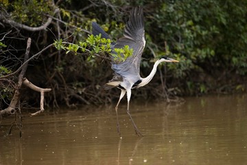 Fototapeta premium White-Necked Heron, ardea cocoi, Adult in Flight, Los Lianos in Venezuela