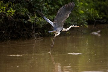 White-Necked Heron, ardea cocoi, Adult in Flight, Los Lianos in Venezuela