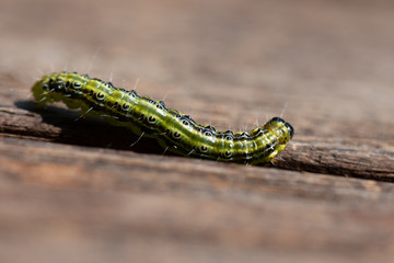Raupe Buchsbaumzünsler - Cydalima perspectalis