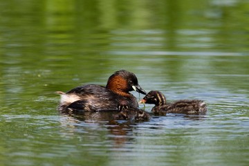 Little Grebe, tachybaptus ruficollis, Adult with Chicks standing in Water, Pond in Normandy