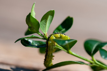 Raupe Buchsbaumzünsler - Cydalima perspectalis