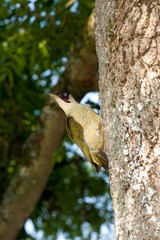 Green Woodpecker, picus viridis, Adult standing on Tree Trunk, Normandy