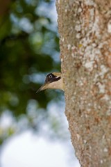 Green Woodpecker, picus viridis, Adult standing on Tree Trunk, Normandy