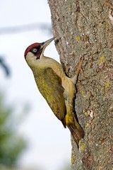 Green Woodpecker, picus viridis, Adult standing on Tree Trunk, Normandy