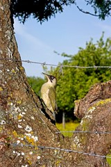 Green Woodpecker, picus viridis, Adult standing on Tree Trunk, Normandy
