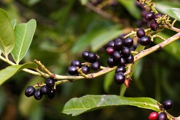 Cherry Laurel or Laurel Cherry, prunus laurocerasus, Tree in Normandy