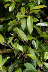 Cherry Laurel or Laurel Cherry, prunus laurocerasus, Tree in Normandy
