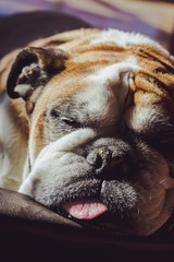 Senior english bulldog