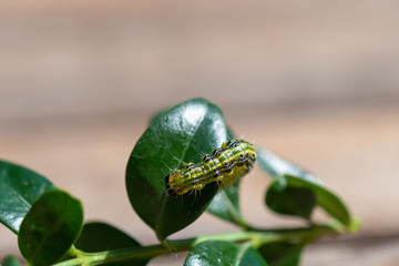 Raupe Buchsbaumzünsler - Cydalima perspectalis