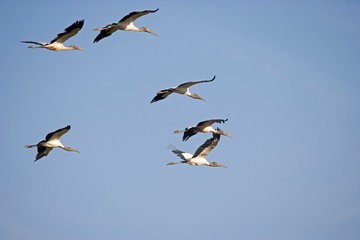 Wood Stork, mycteria americana, Group in Flight, Los Lianos in Venezuela
