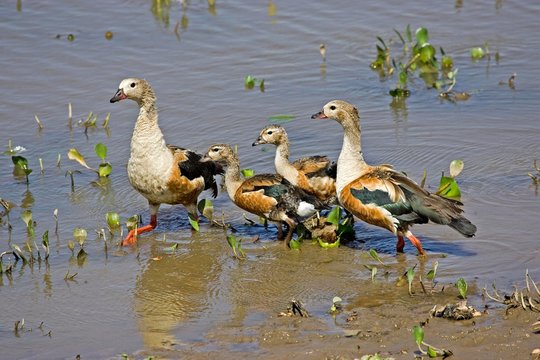 Orinoco Goose, neochen jubata, Pair with Chicks standing in Water, Los Lianos in Venezuela