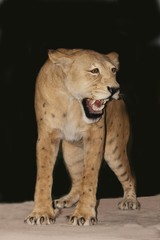Scimitar Cat, homotherium serum, Sabre-toothed Cat became extinct 10 000 years ago, Museum Exhibit, Beringia Museum, Yukon, Canada