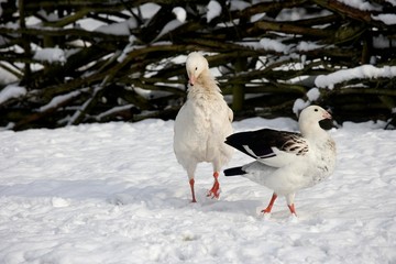 Andean Goose, chloephaga melanoptera, Pair standing on Snow