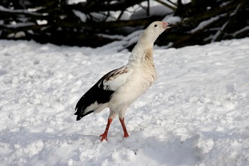 Andean Goose, chloephaga melanoptera, Adult standing on Snow