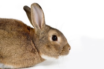 Fototapeta premium Normandy Domestic Rabbit, Adult standing against White Background