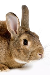 Normandy Domestic Rabbit, Adult standing against White Background