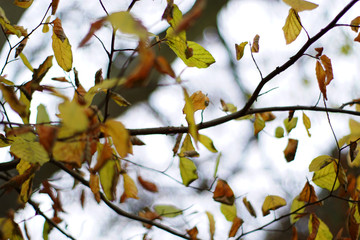Herbstblätter
