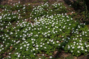 Wood Anemone, anemone nemorosa, Flowers in Normandy