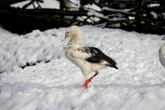Andean Goose, chloephaga melanoptera, Adult standing on Snow