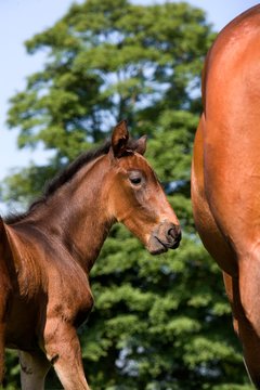 French Trotter Horse, Mare with Foal, Normandy