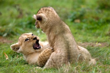 Katanga Lion or Southwest African Lion, panthera leo bleyenberghi, Cub Playing