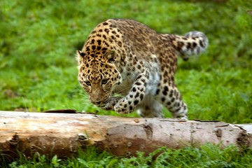 Amur Leopard, panthera pardus orientalis, Adult leaping over Tree Trunk