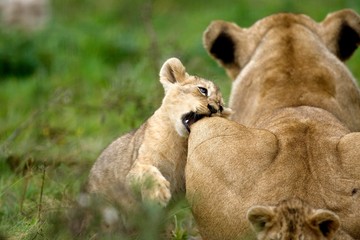 Katanga Lion or Southwest African Lion, panthera leo bleyenberghi, Female and Cub Playing
