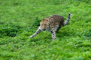 Amur Leopard, panthera pardus orientalis, Adult leaping on Grass